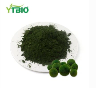 Bulk Chlorella Powder